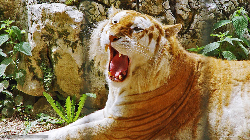 Orange Tiger Yawning — Natural, Afternoon, Photograph, Rocks, Plants