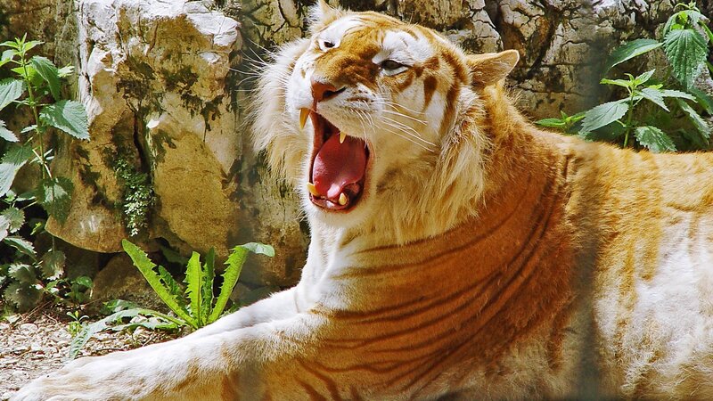 Orange Tiger Yawning — Natural, Afternoon, Photograph, Rocks