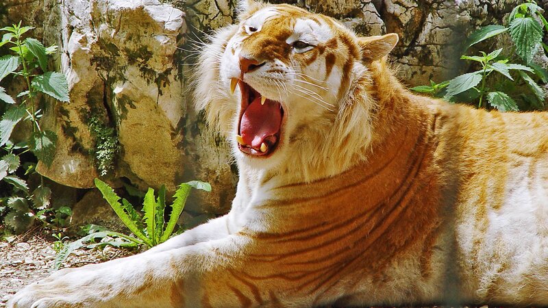 Orange Tiger Yawning — Natural, Afternoon