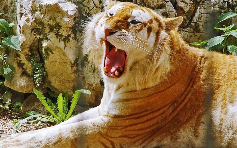 Orange Tiger Yawning — Natural
