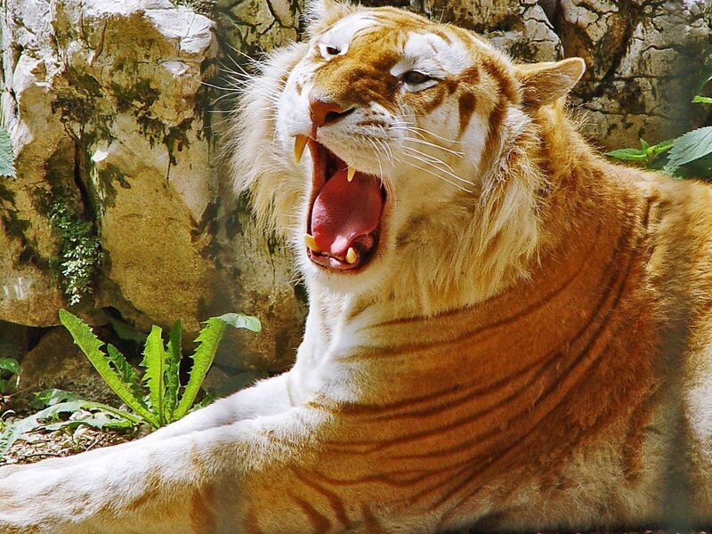 Orange Tiger Yawning