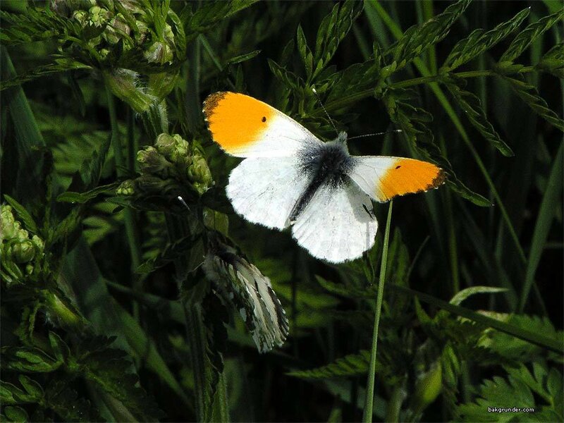 Orange-tip Butterfly