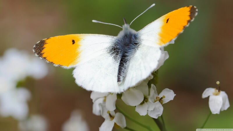 Orange-tip Butterfly — White