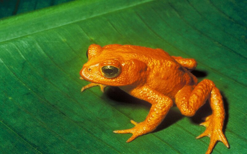 Orange toad on green leaf