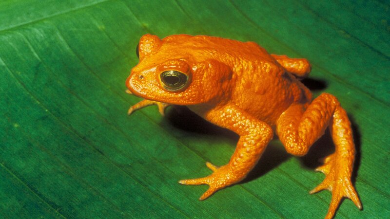 Orange Toad on Leaf — Green, Natural