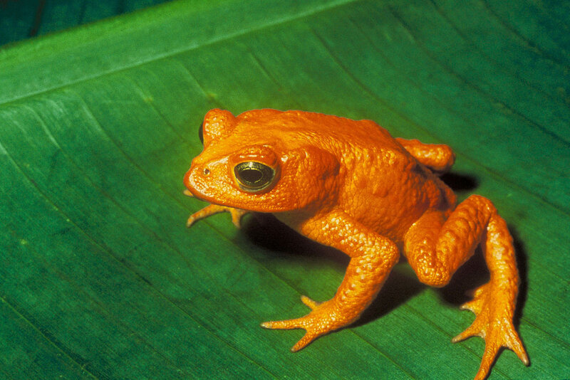 Orange Toad on Leaf — Green
