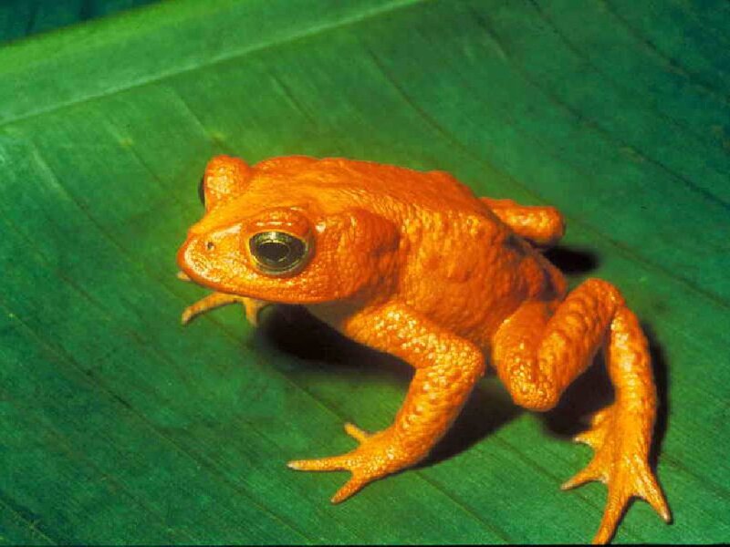 Orange Toad on Leaf