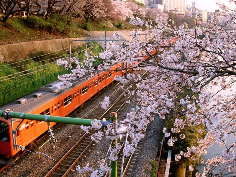 Orange Train under Cherry Blossoms