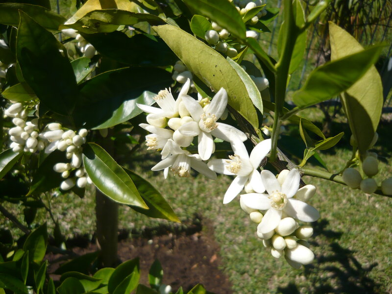 Orange Tree Blossoms