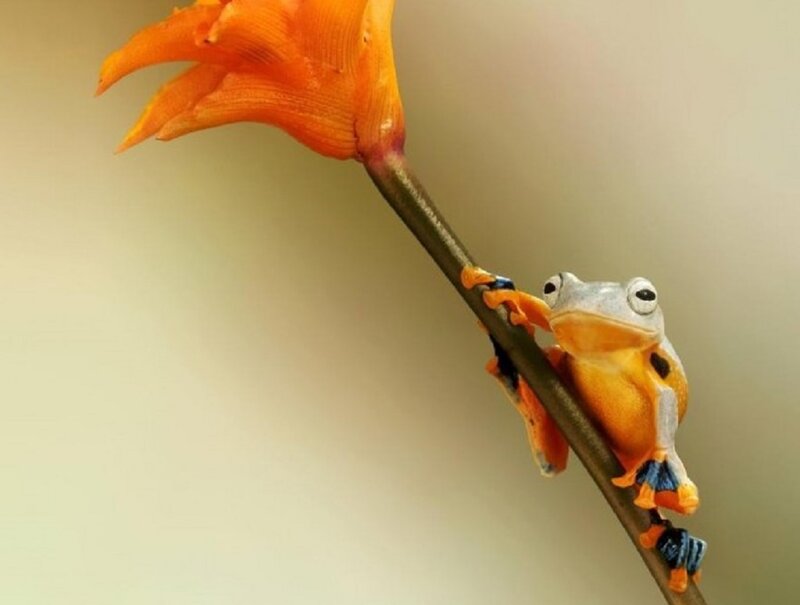 Orange Tree Frog — Calm, Photograph