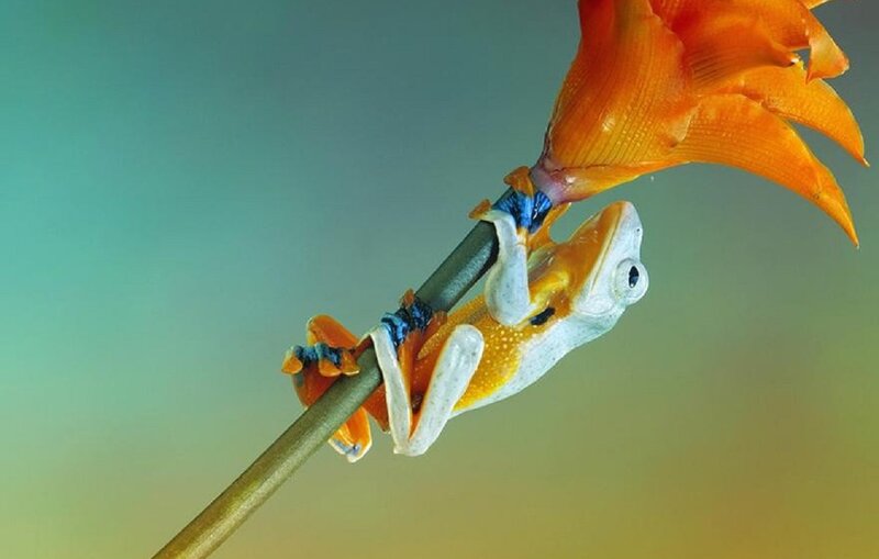 Orange Tree Frog — Calm