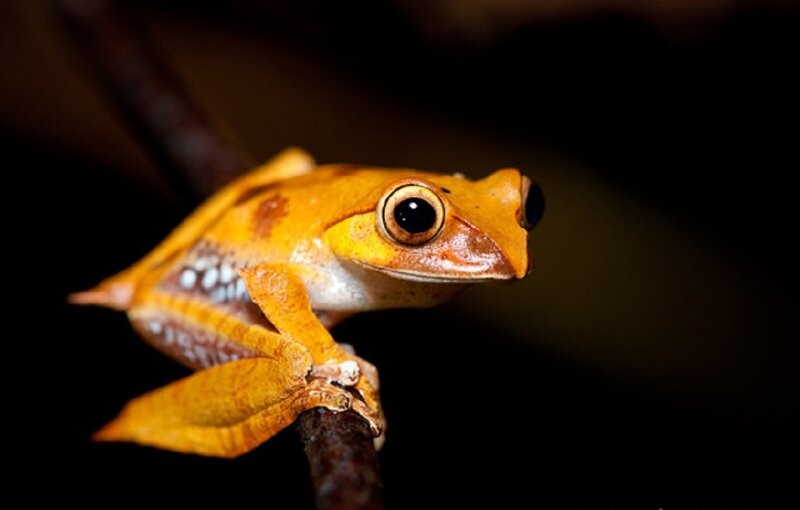 Orange Tree Frog — Dramatic