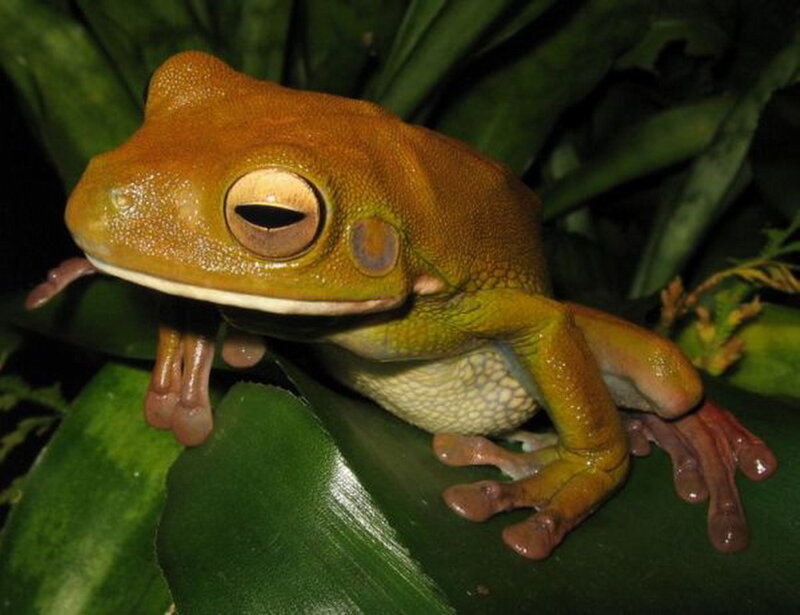 Orange Tree Frog