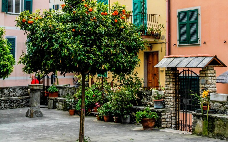 Orange tree in a courtyard