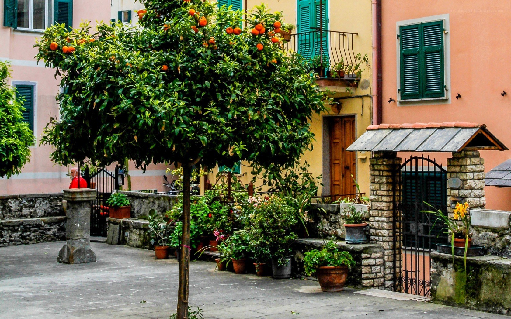 Orange tree in a courtyard