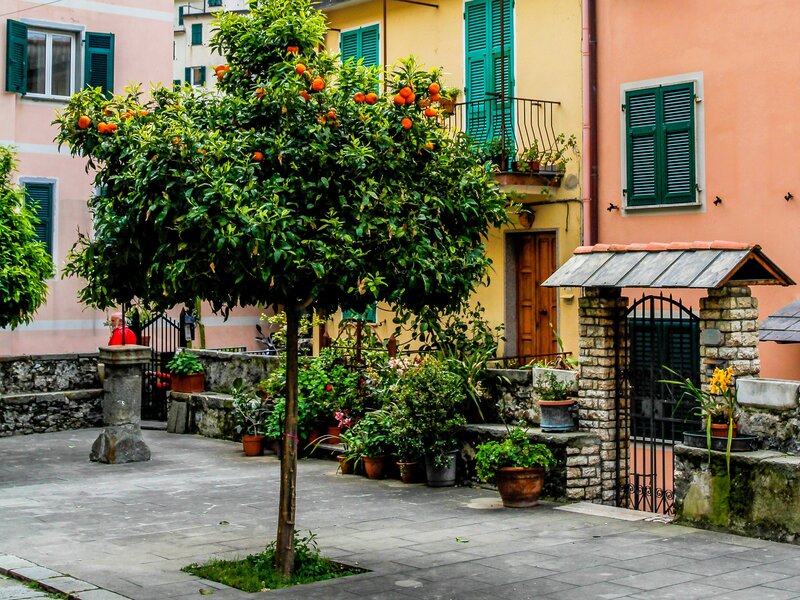Orange Tree in Courtyard