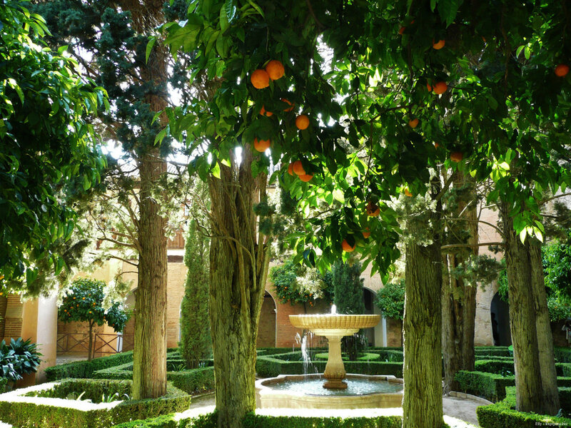 Orange Tree in Garden