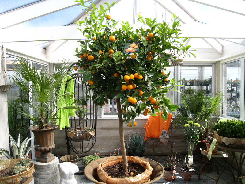 Orange Tree in Greenhouse