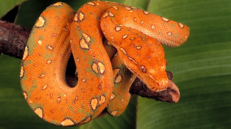 Orange Tree Python