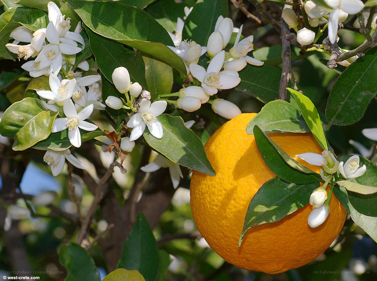 Orange tree with flowers and fruit