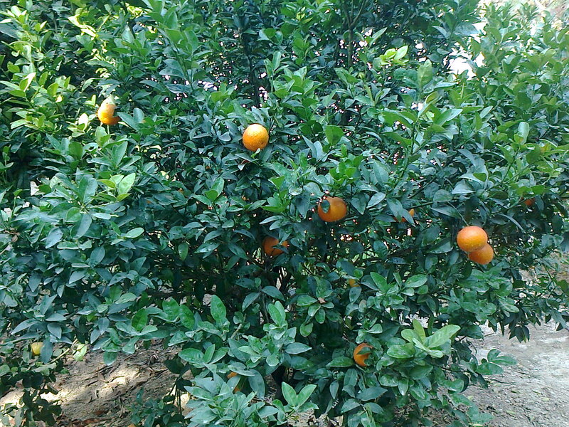 Orange Tree with Fruit — Green, Natural, Afternoon