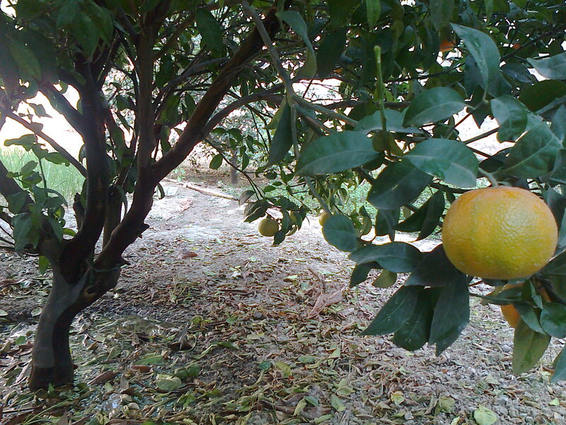 Orange Tree with Fruit — Green, Natural