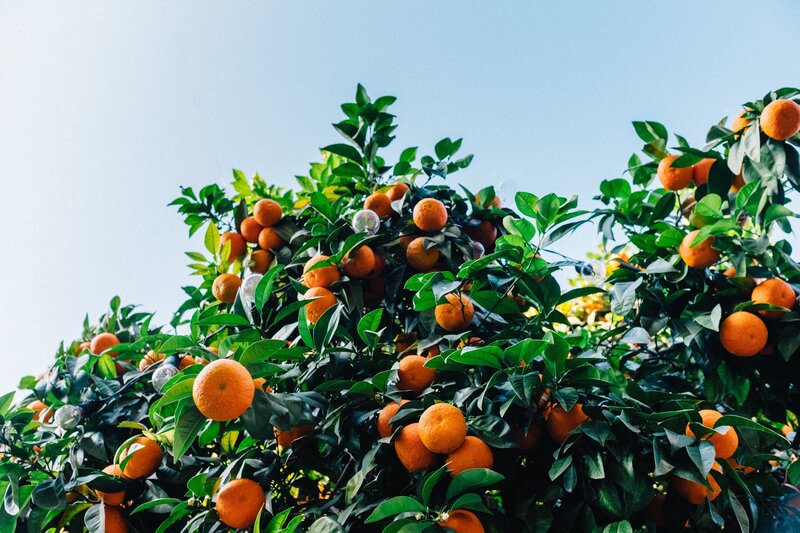 Orange Tree with Fruit — Green, Serene, Afternoon
