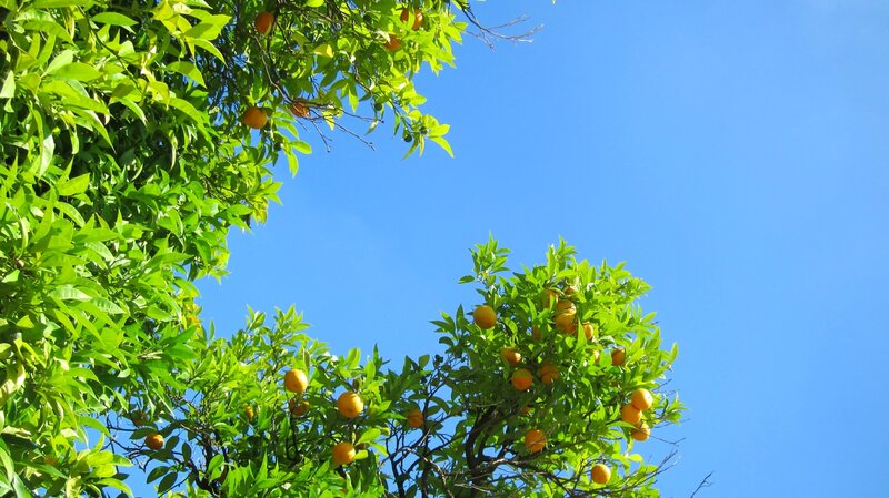 Orange Tree with Fruit — Green, Serene