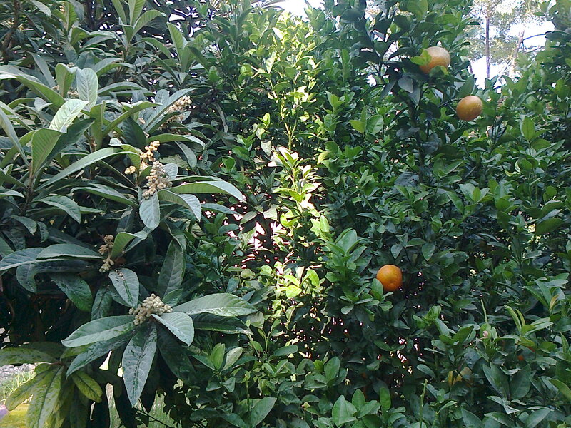 Orange Tree with Fruit — Green