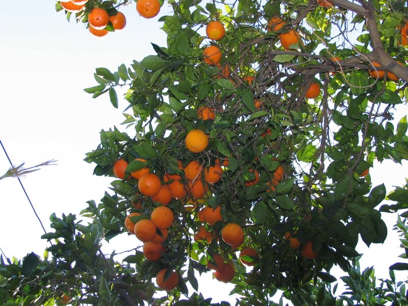 Orange Tree with Fruit