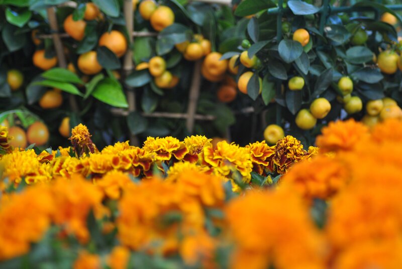 Orange Tree with Marigolds