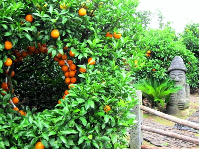 Orange Tree with Statue