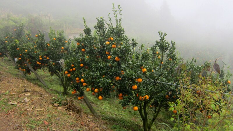 Orange Trees in Orchard