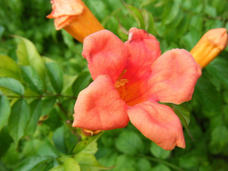 Orange Trumpet Flower — Calm