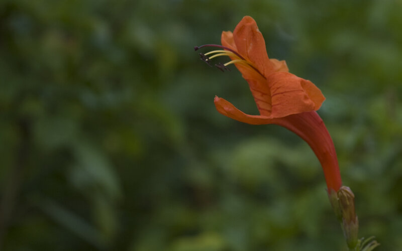 Orange Trumpet Flower