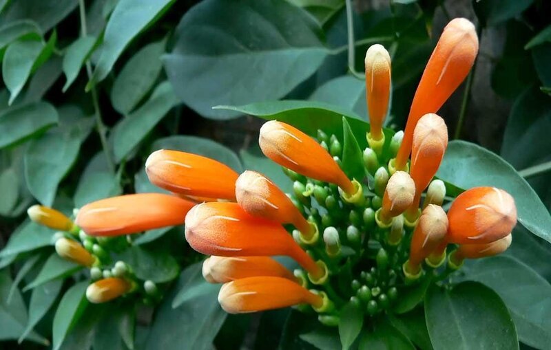 orange trumpet flowers