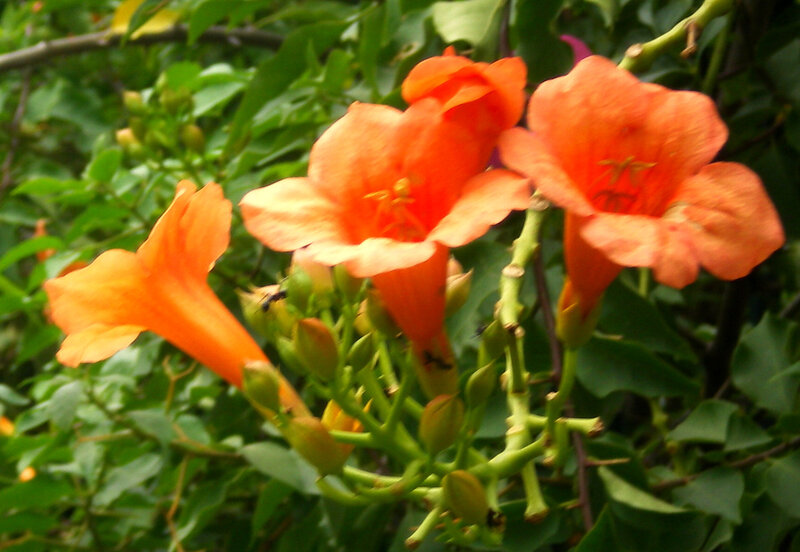 orange trumpet flowers