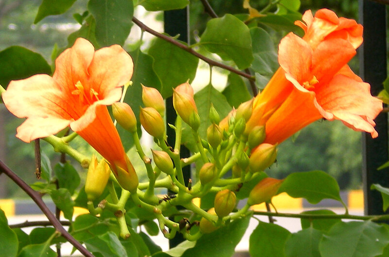 orange trumpet flowers blooming