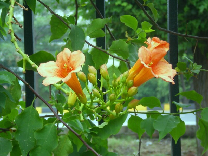 orange trumpet flowers blooming