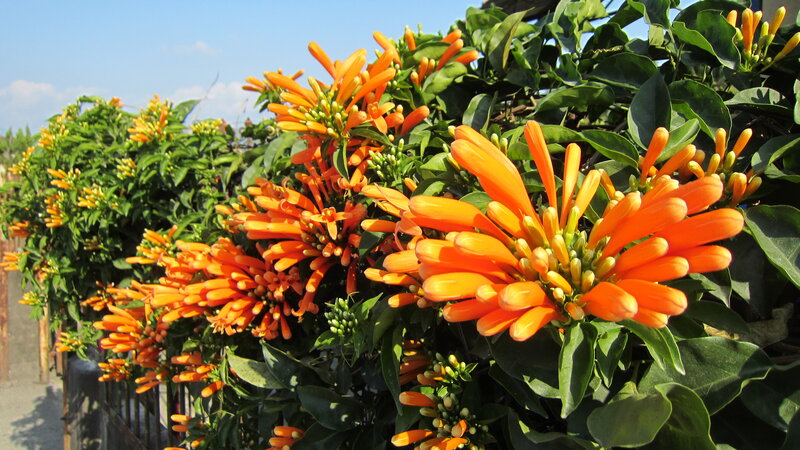 Orange Trumpet Flowers — Bright