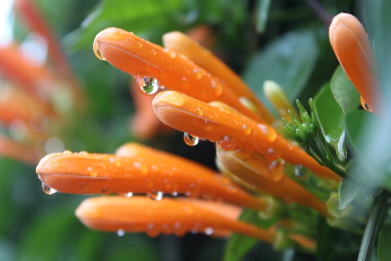 Orange Trumpet Flowers — Calm, Photograph
