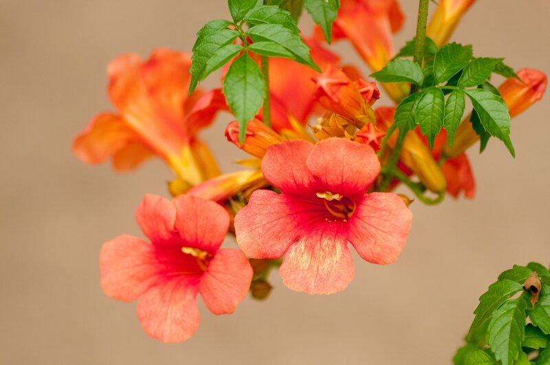 Orange Trumpet Flowers — Calm