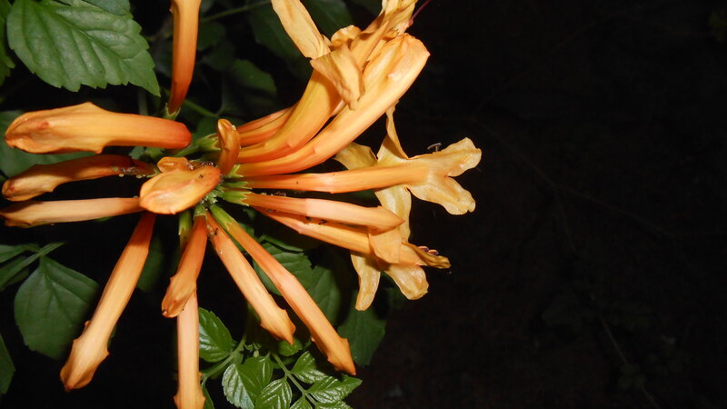 Orange Trumpet Flowers — Dramatic, Night