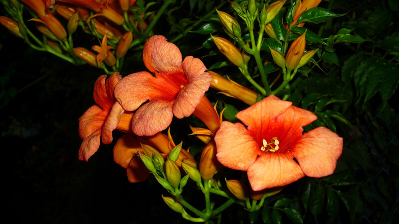 Orange Trumpet Flowers — Dramatic