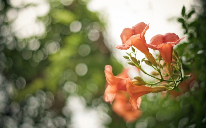 orange trumpet flowers in focus