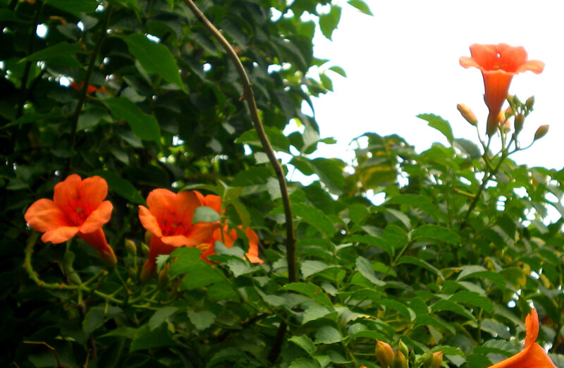 orange trumpet flowers in foliage