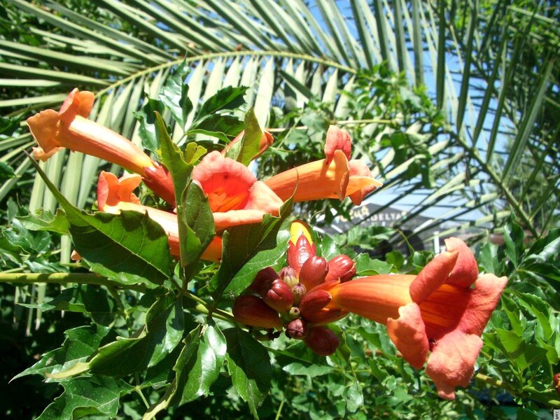 orange trumpet flowers in garden