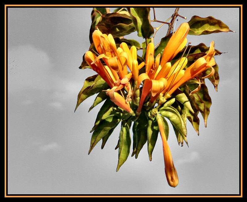 Orange Trumpet Flowers — Natural, Afternoon