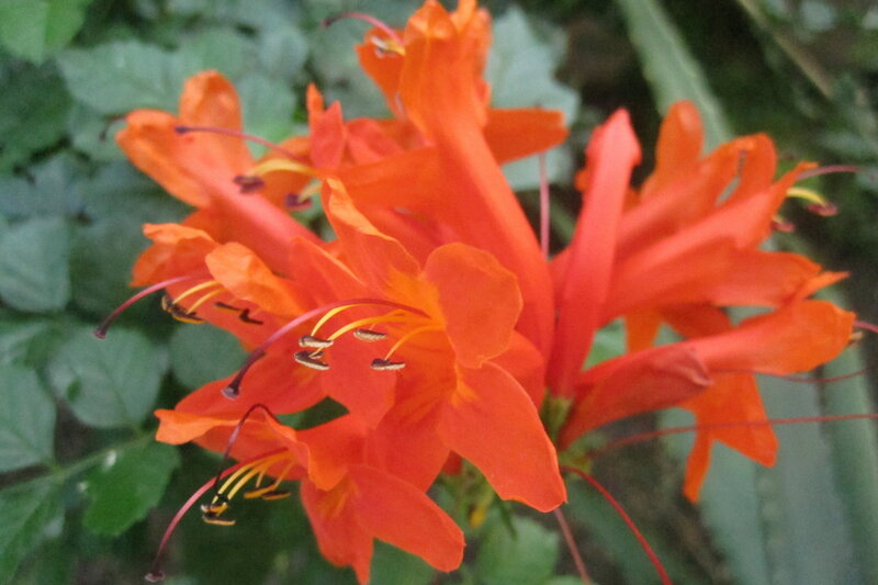 Orange Trumpet Flowers — Natural