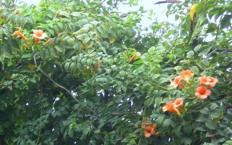 orange trumpet flowers on a vine